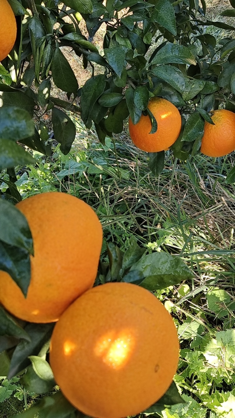 蜜橘/湖北柑橘/湖北蜜橘对接外贸出扣电商市场