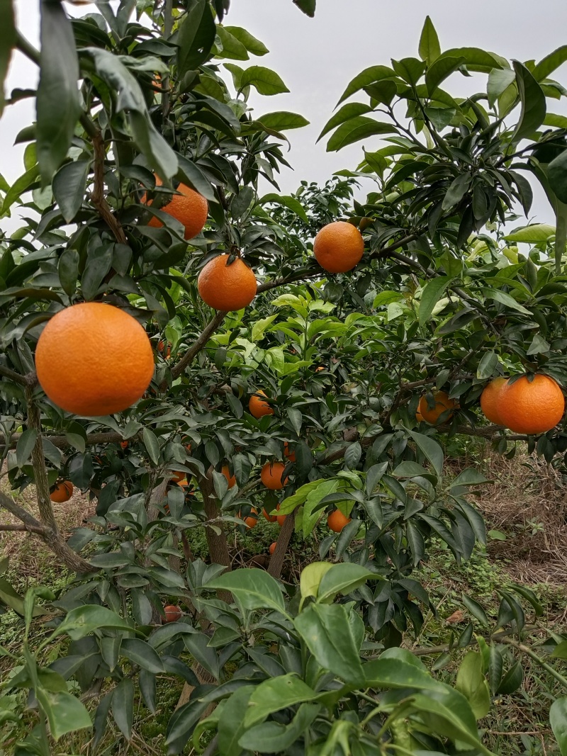 蜜橘/湖北柑橘/湖北蜜橘对接外贸出扣电商市场