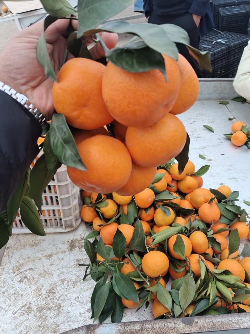 蜜橘/湖北柑橘/湖北蜜橘对接外贸出扣电商市场