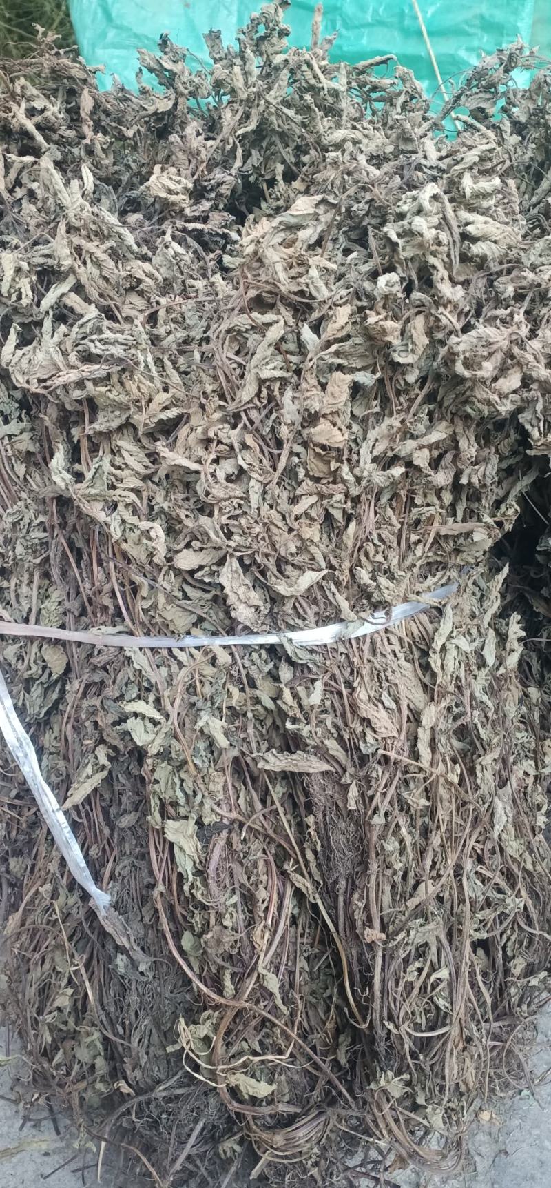 仙草凉粉草中药批发一手货源量大忧惠全国发货