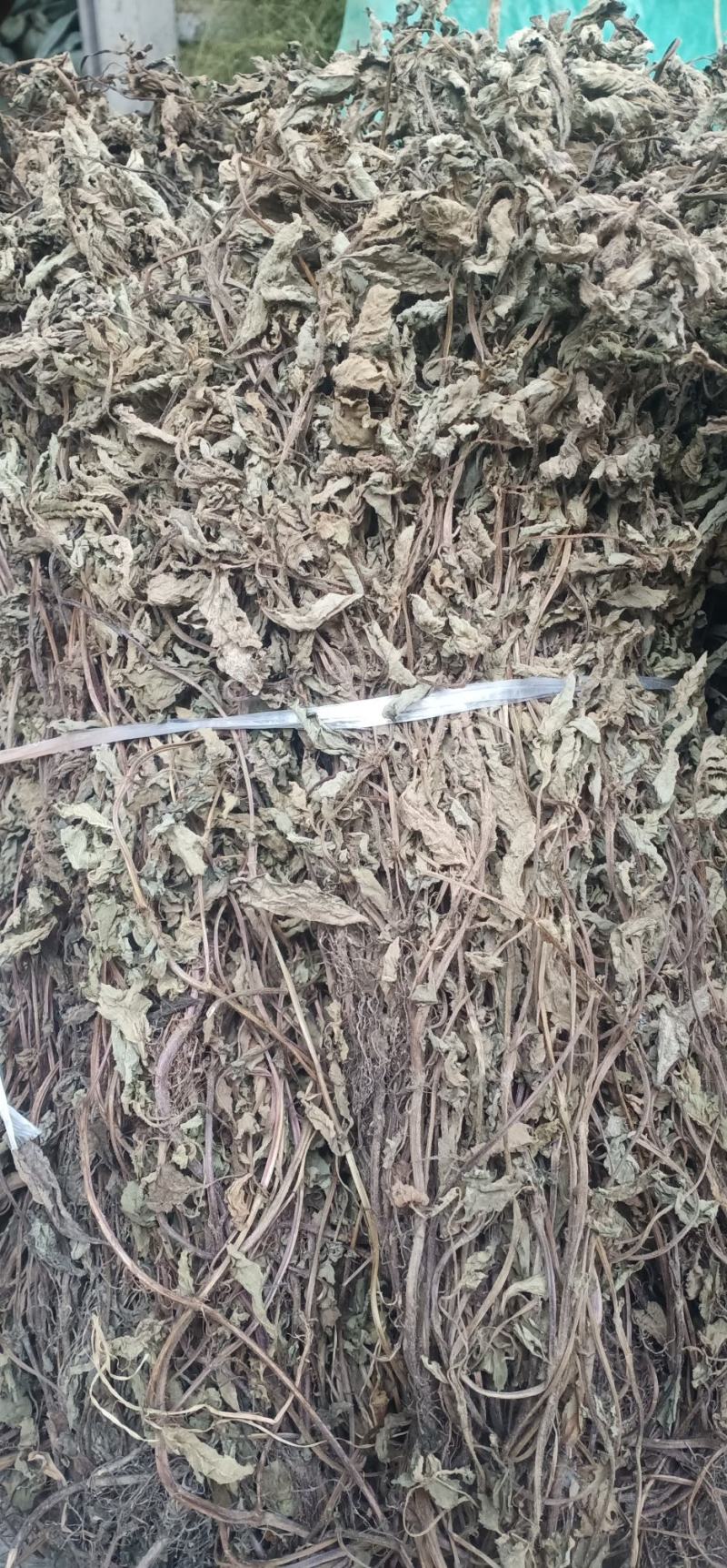 仙草凉粉草中药批发一手货源量大忧惠全国发货