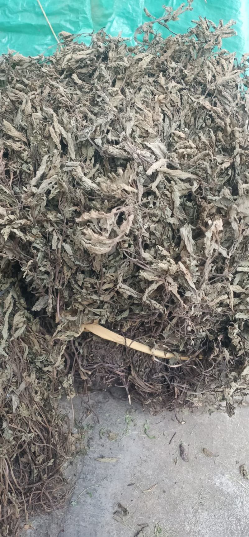 仙草凉粉草中药批发一手货源量大忧惠全国发货