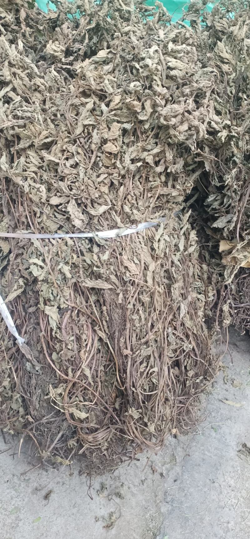 仙草凉粉草中药批发一手货源量大忧惠全国发货
