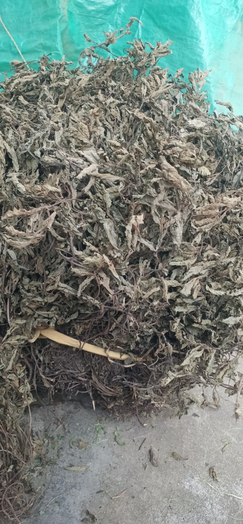 仙草凉粉草中药批发一手货源量大忧惠全国发货