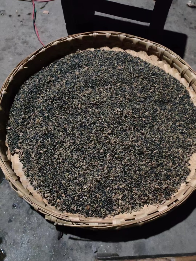 通草根育苗，正宗空心大通草苗根子种子长期销售