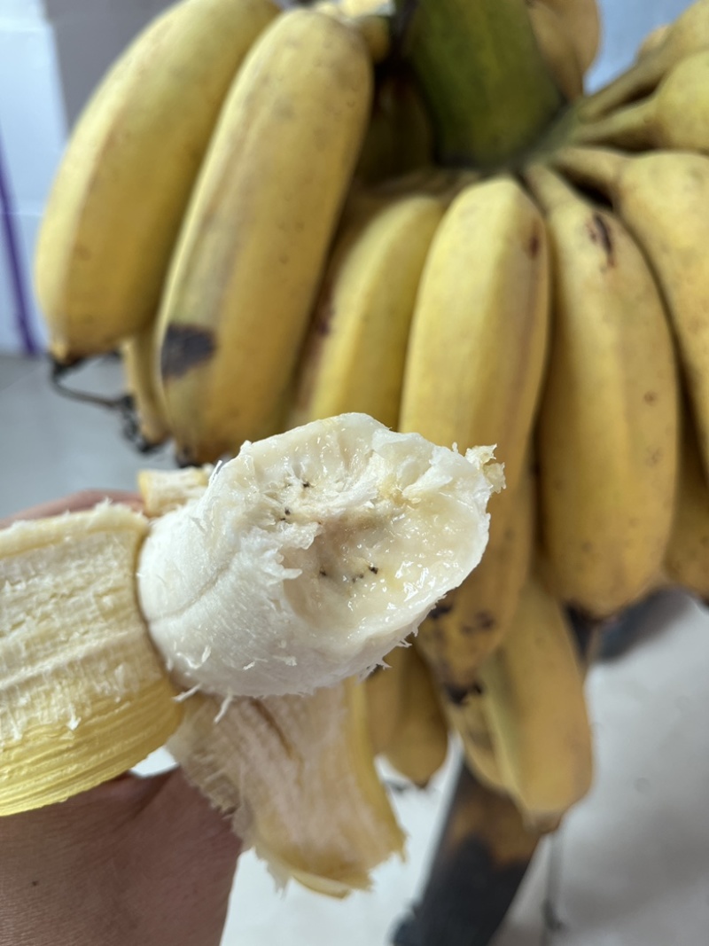 广东高州平果蕉．香蕉