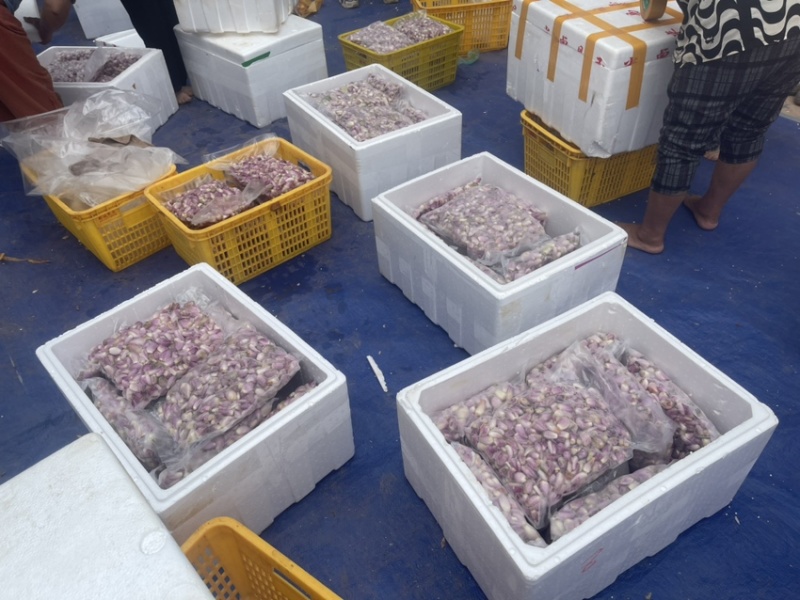 长年供应优质四川云南葱米餐厅食用葱米货源稳定