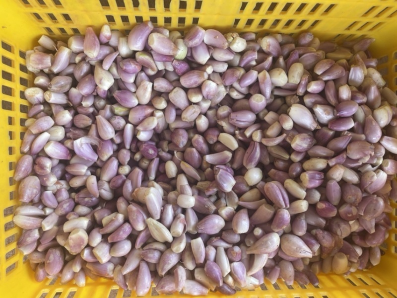 长年供应优质四川云南葱米餐厅食用葱米货源稳定
