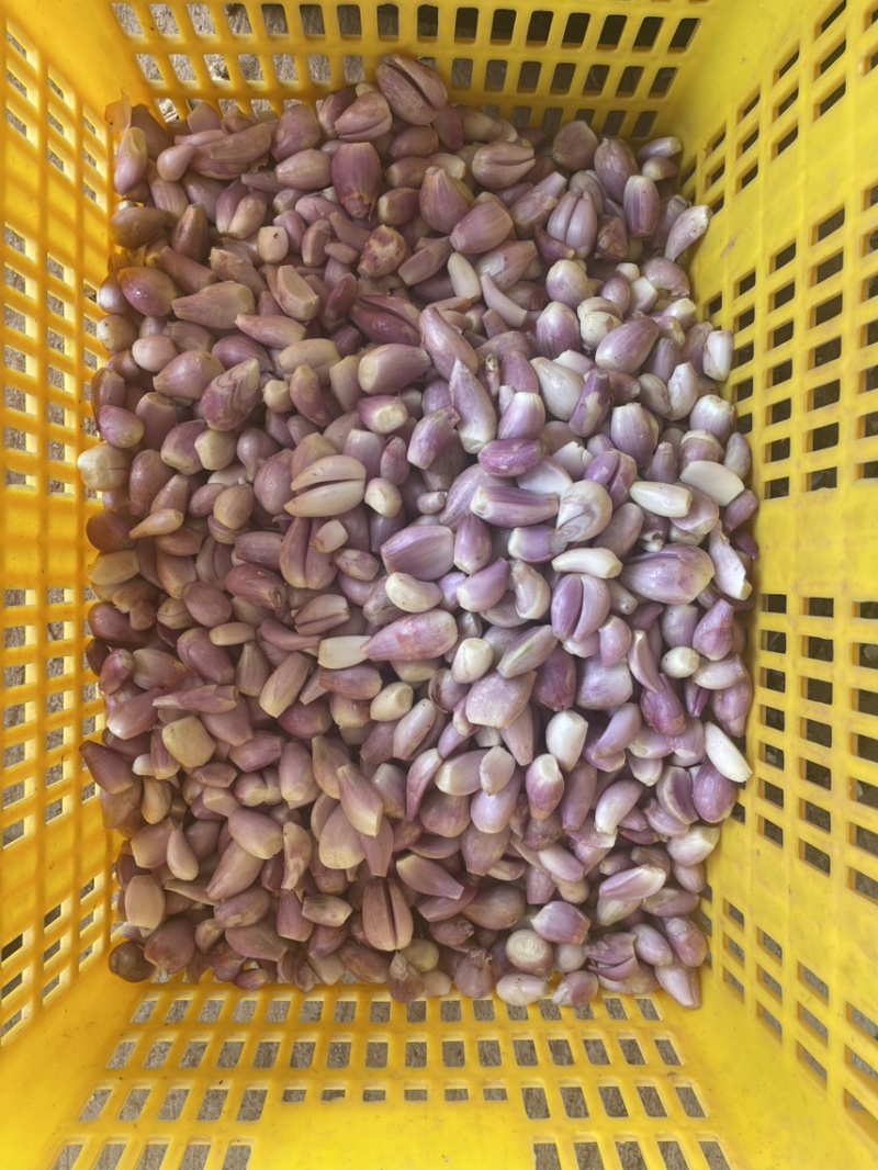 长年供应优质四川云南葱米餐厅食用葱米货源稳定