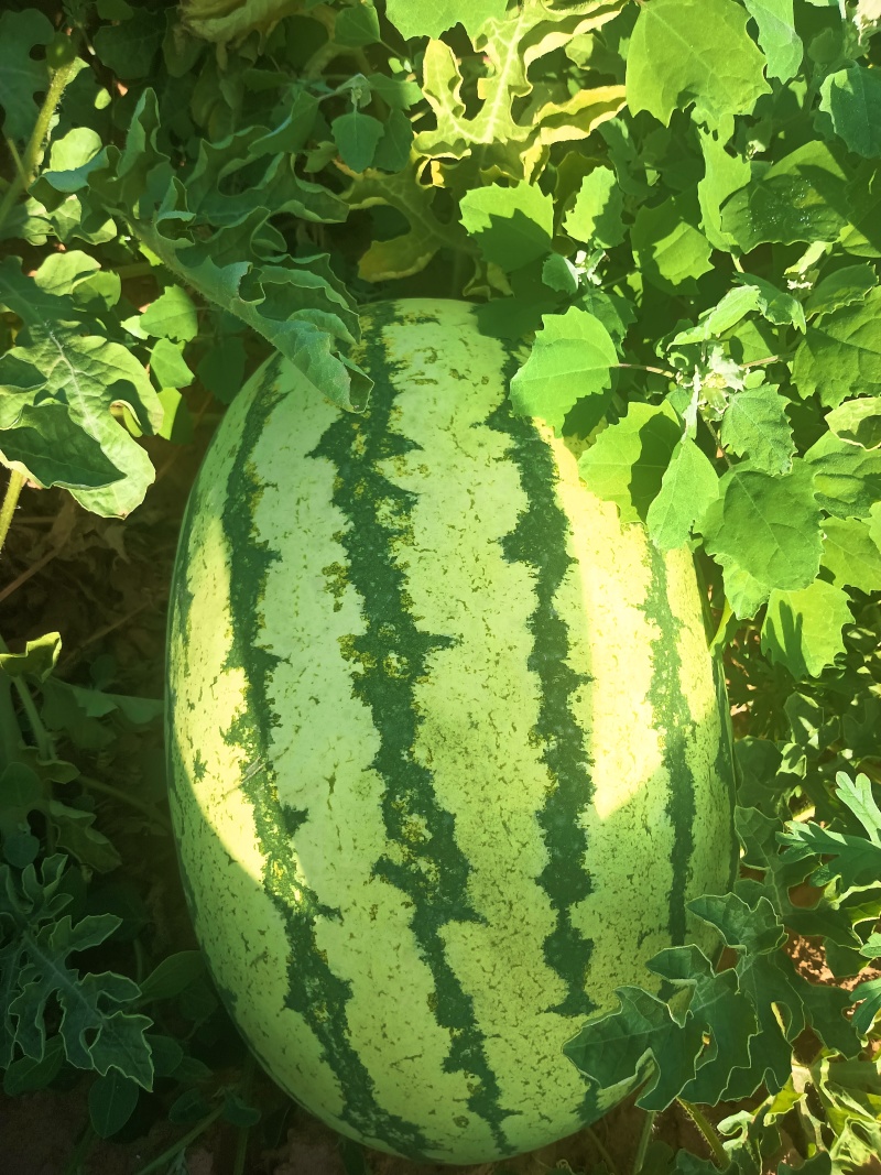 金花一号