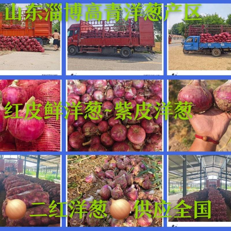 二红洋葱~红洋葱~山东洋葱~高青洋葱~产地直发