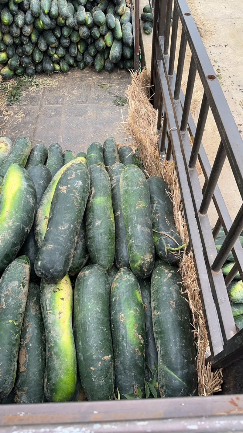 湖北基地种植青皮地瓜规格20到40上市中可代存代发