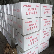 木耳丝加工厂头茬木耳丝二茬木耳丝足干木耳丝白背黑木耳丝