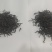 全品类滇红功夫茶，原生态大叶种红茶(滇红)，野生红茶