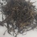 全品类滇红功夫茶，原生态大叶种红茶(滇红)，野生红茶