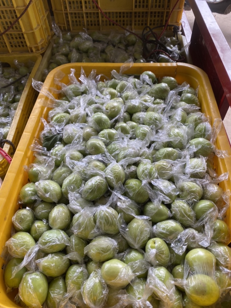 广西平南县大青枣1月底上市，产地直供代收代发
