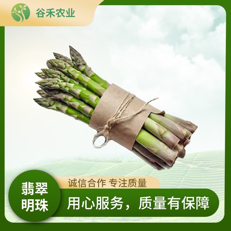 丰产粗壮杂交一代芦笋种品质保证种植无忧