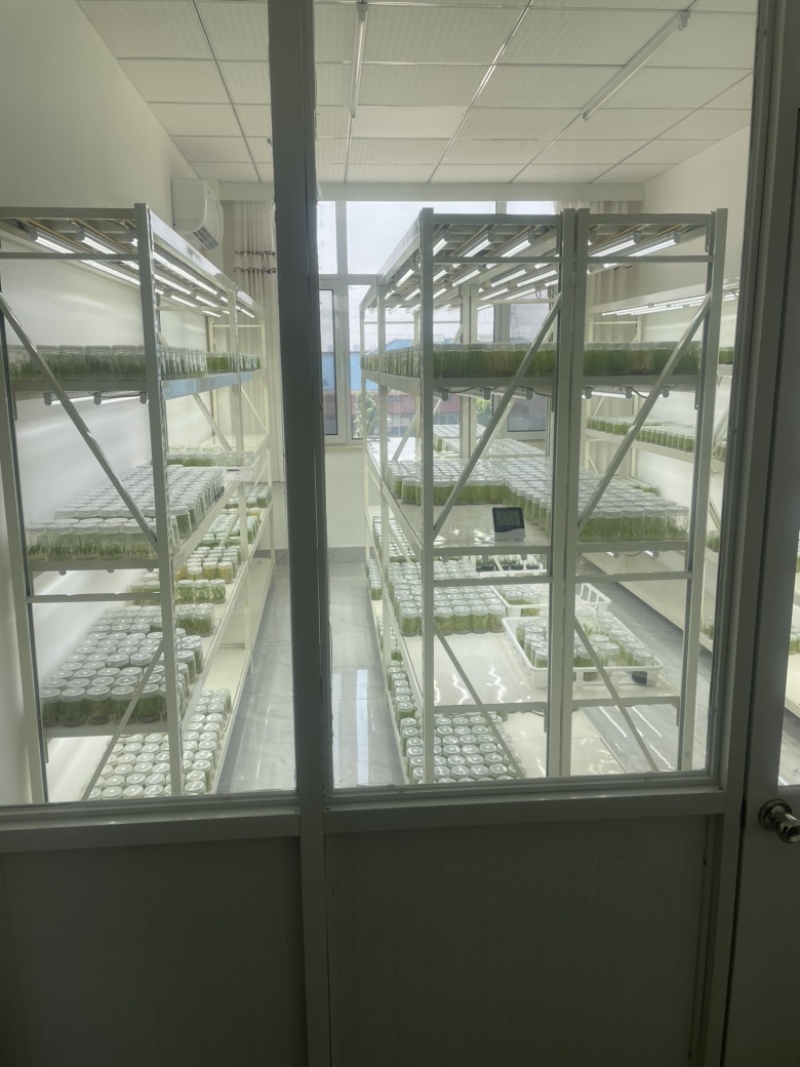 丰产粗壮杂交一代芦笋种品质保证种植无忧
