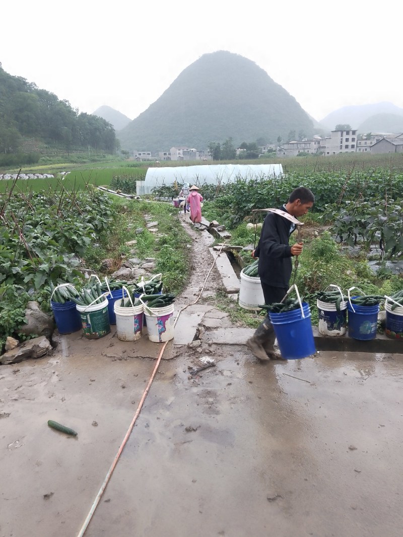 精品密刺黄瓜热卖中，产地直供一手货源欢迎各位老板的到来