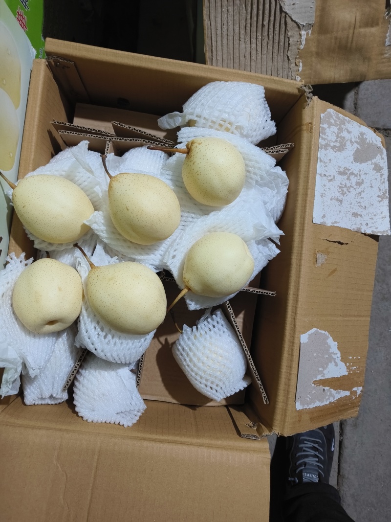 〔鸭梨〕货源充足长期供应商超出口贸易代发全国