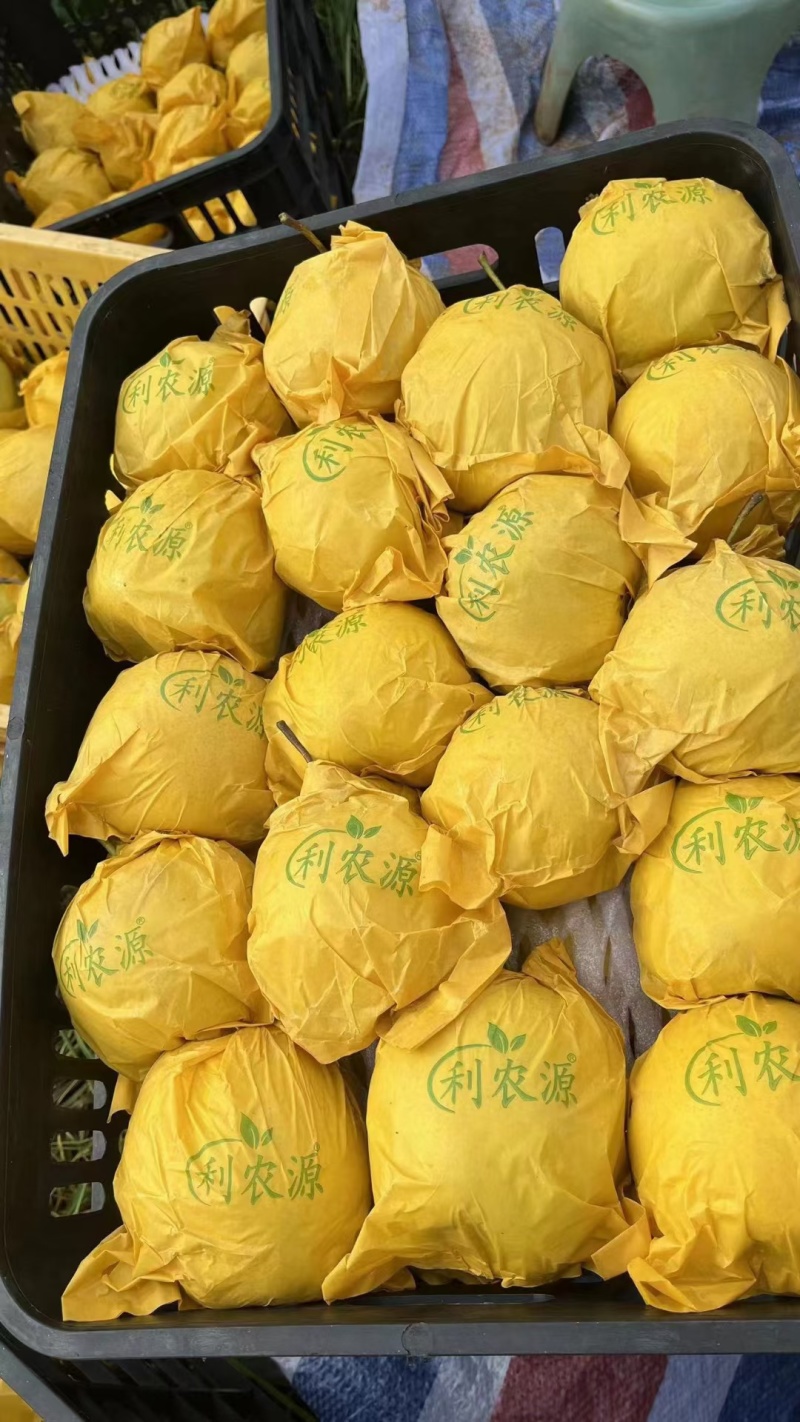 高原梨