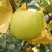 高原梨
