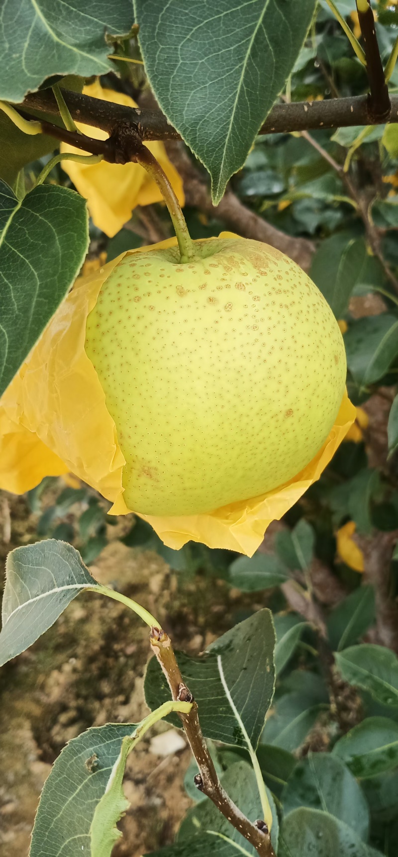 高原梨