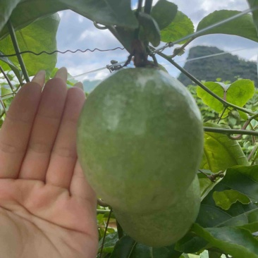 超大黄金百香果（蜂蜜味超甜）