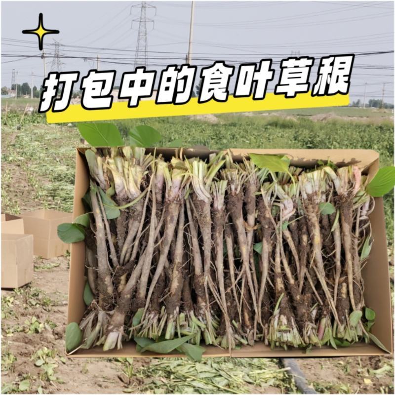 食叶草根苗，完全食品级，确保柏教授研究院引进一代种育根苗