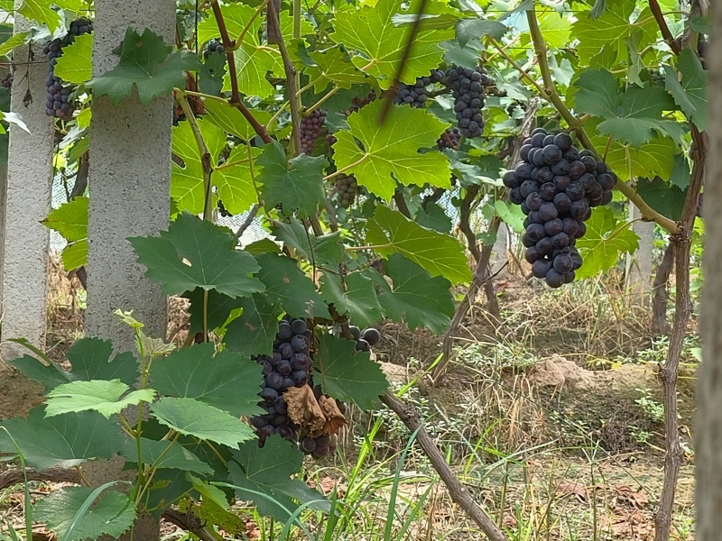 陆地夏黑葡萄大量上市颜色黑口感好