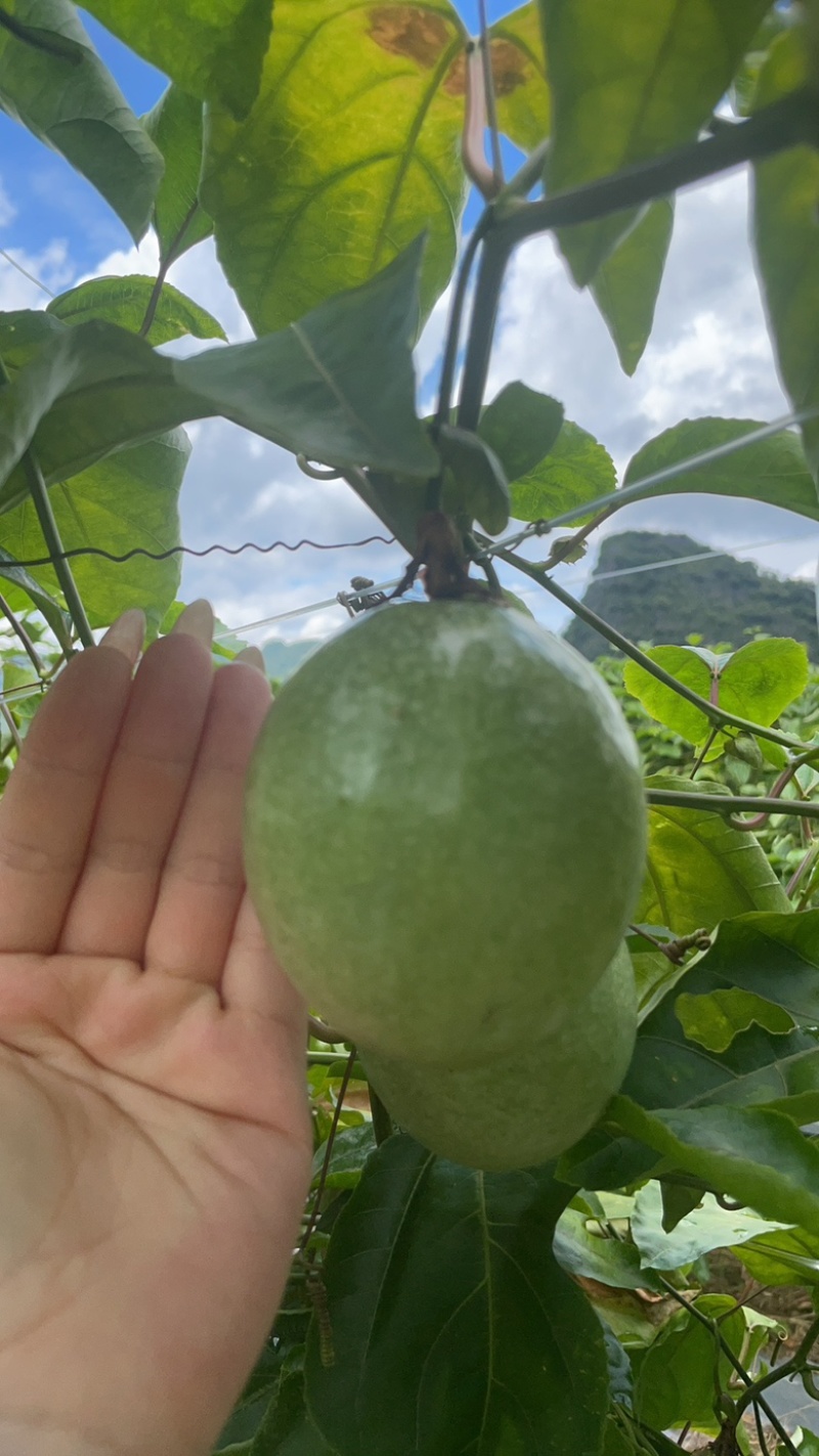 超大黄金百香果（蜂蜜味超甜）