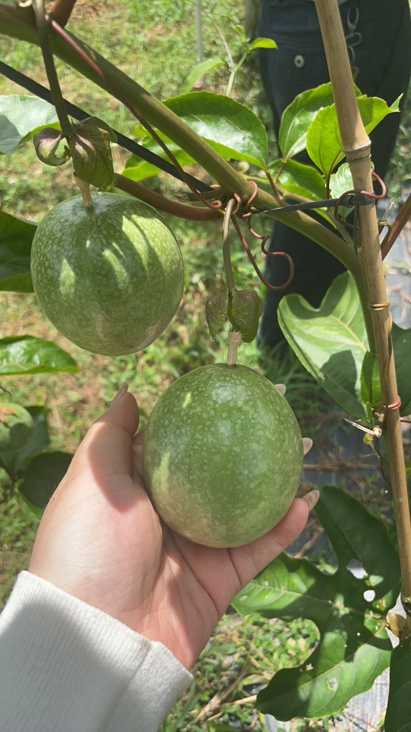 超大黄金百香果（蜂蜜味超甜）