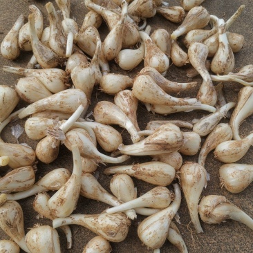 精品荞头藠头大量有货，产地一手货源价格实惠欢迎订购