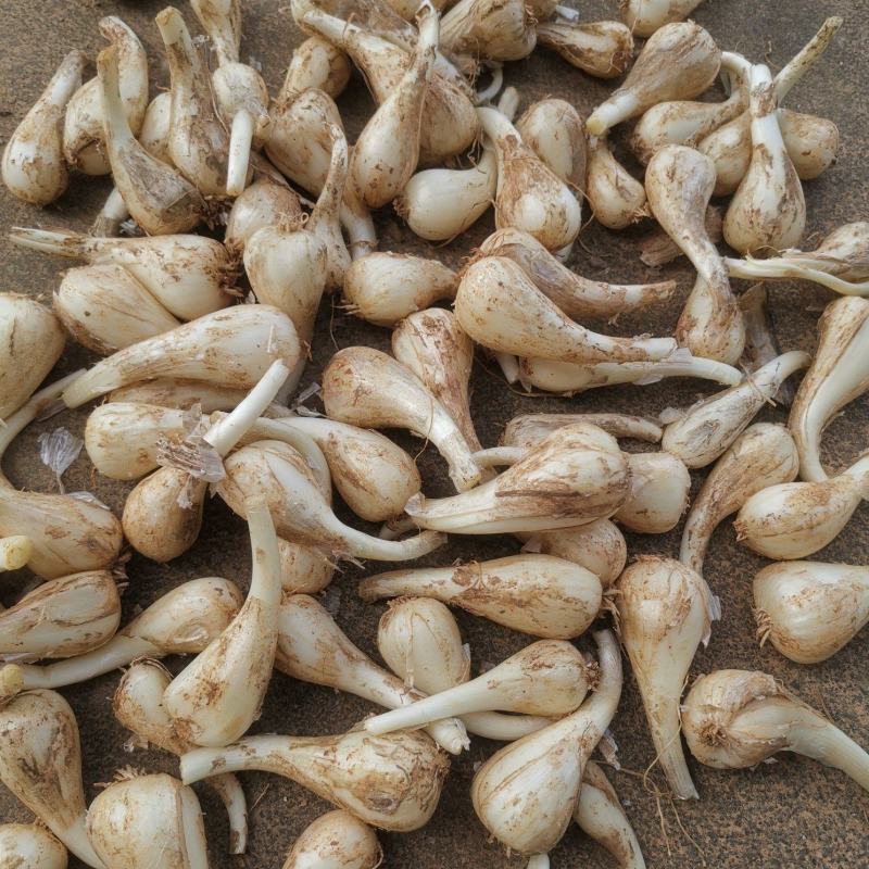 精品荞头藠头大量有货，产地一手货源价格实惠欢迎订购