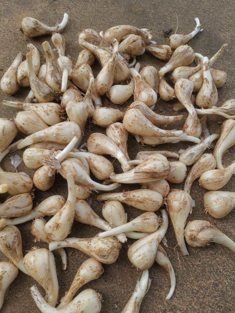 精品荞头藠头大量有货，产地一手货源价格实惠欢迎订购
