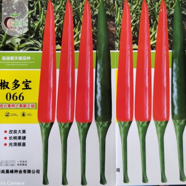 全新改良长把大果型朝天椒光滑顺直坐果能力强品质保证厂家发