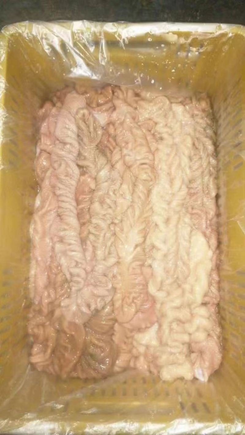 免洗驴板肠大肠中肠