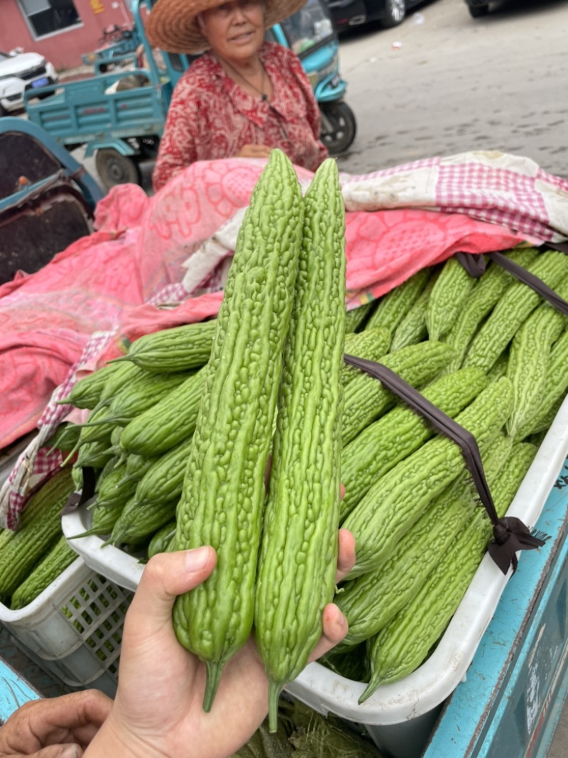 兰陵县精品油绿长条苦瓜