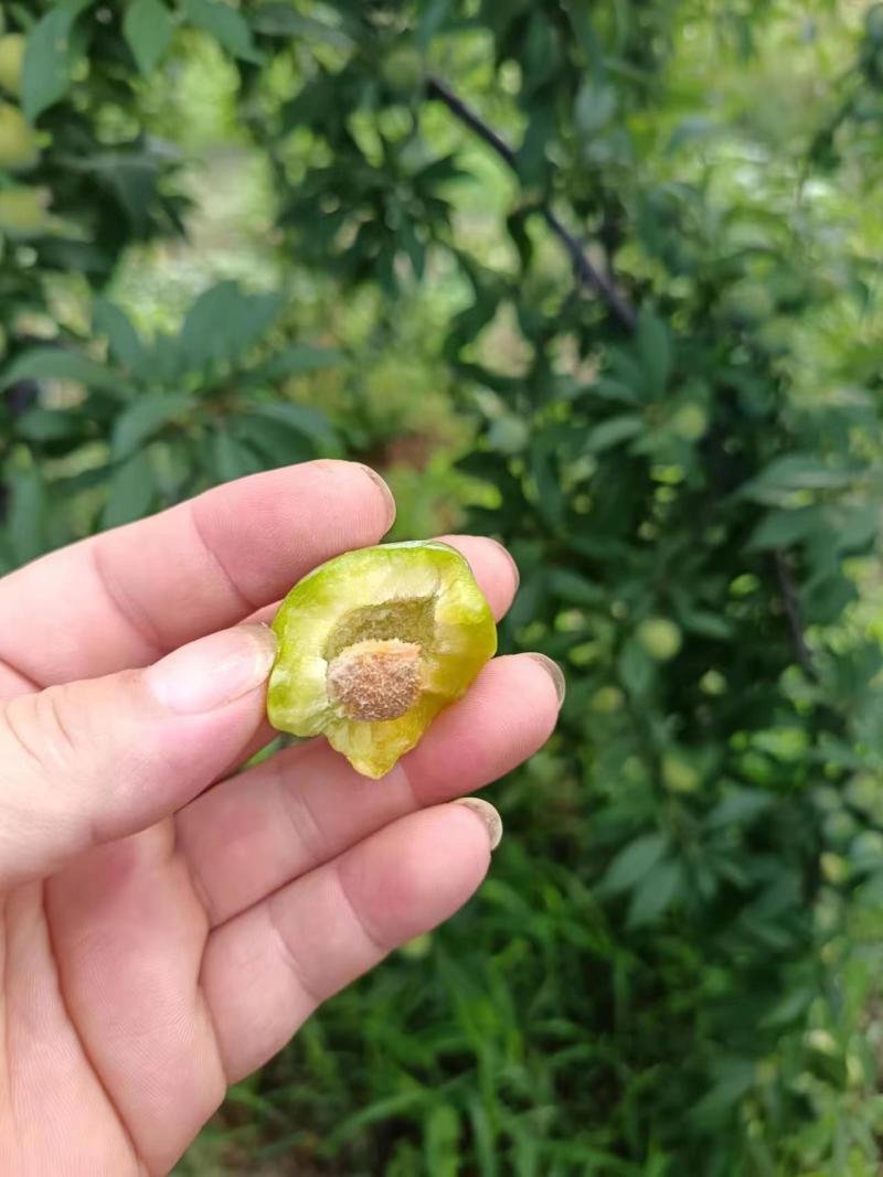 晚青脆已成熟上市，需要的老板速联系
