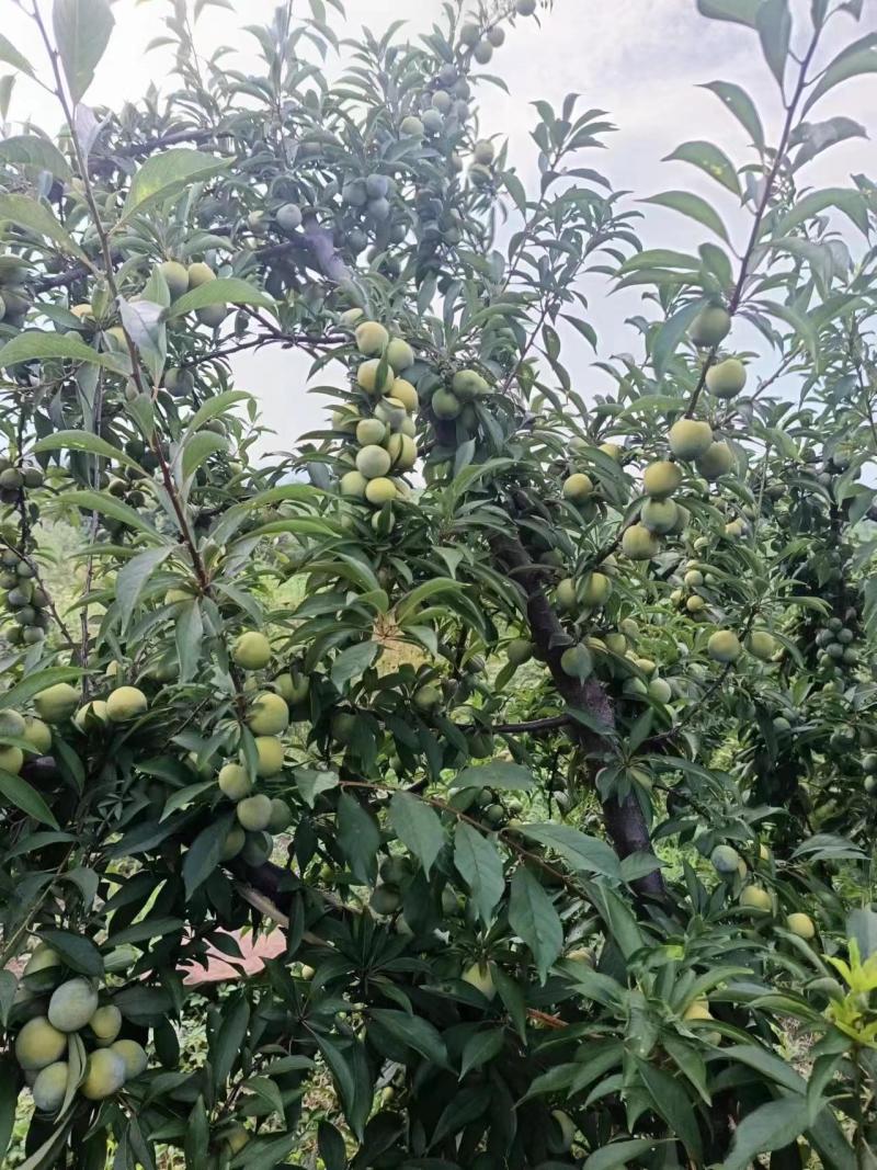 晚青脆已成熟上市，需要的老板速联系