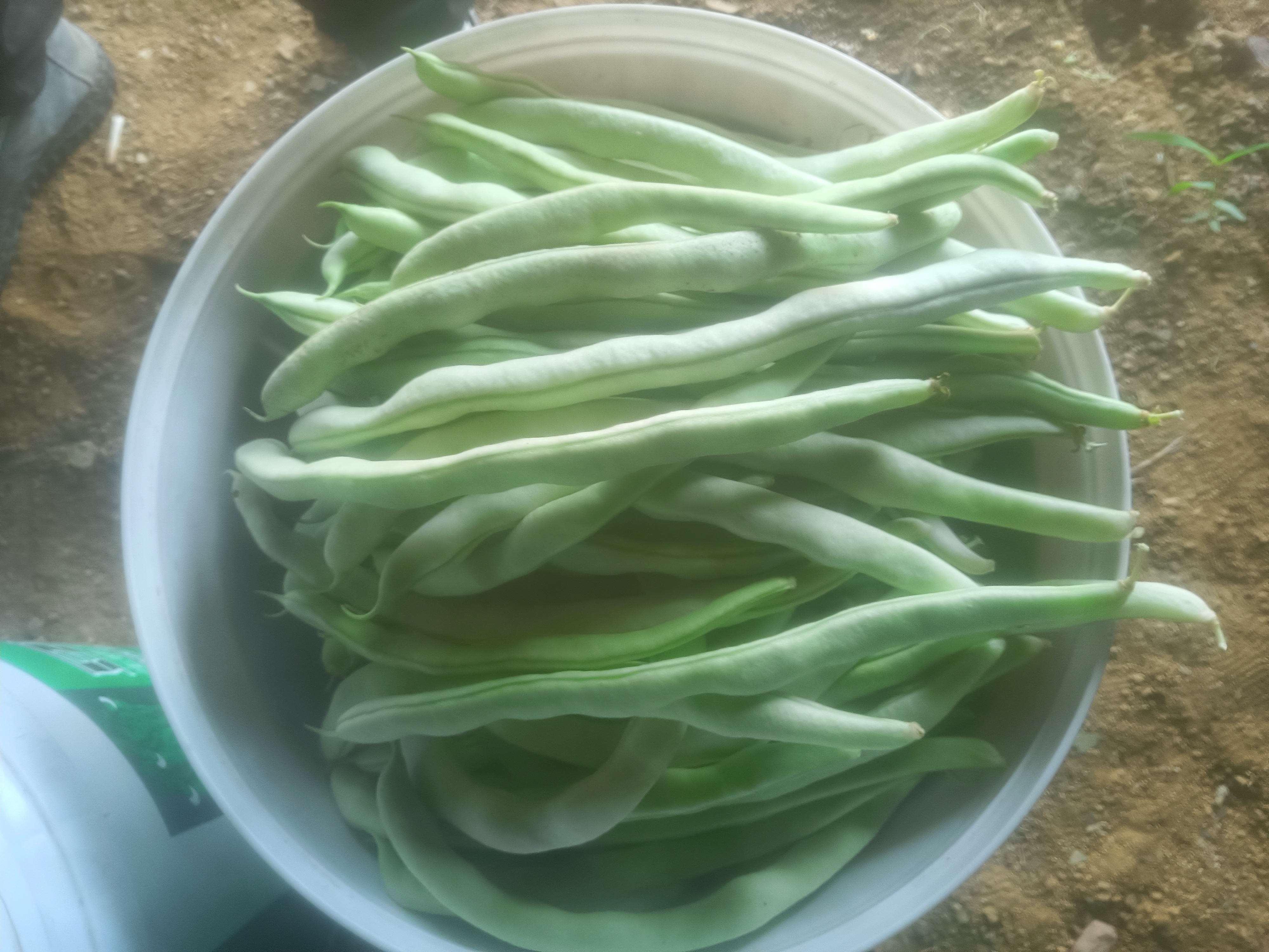 图片展示豆角在锅中焯水的过程,背景为厨房环境,光线明亮,豆角颜色翠绿 豆角焯水过程图