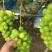 🍇阳光玫瑰葡萄产地直发一手货源全国可发货