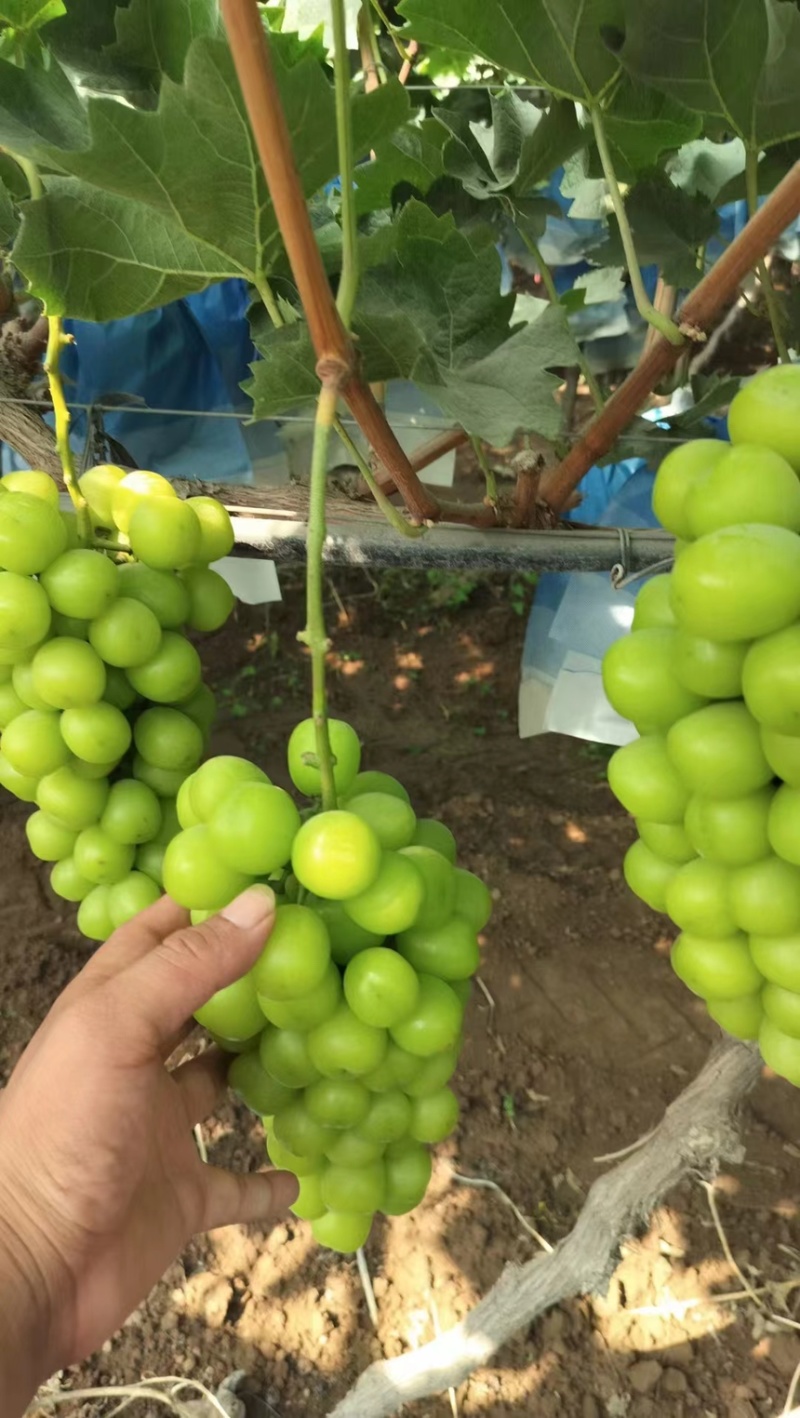 🍇阳光玫瑰葡萄产地直发一手货源全国可发货