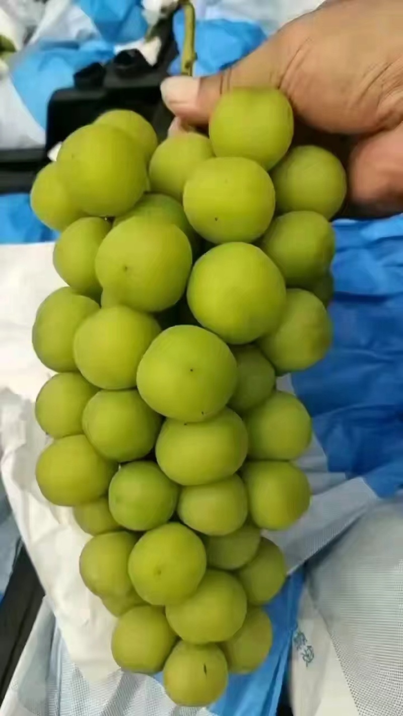 🍇阳光玫瑰葡萄产地直发一手货源全国可发货