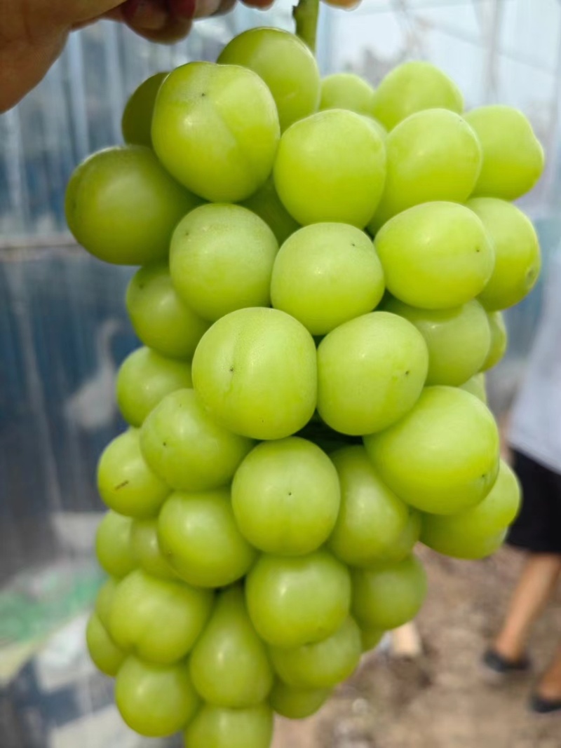 🍇阳光玫瑰葡萄产地直发一手货源全国可发货