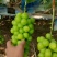 🍇阳光玫瑰葡萄产地直发一手货源全国可发货