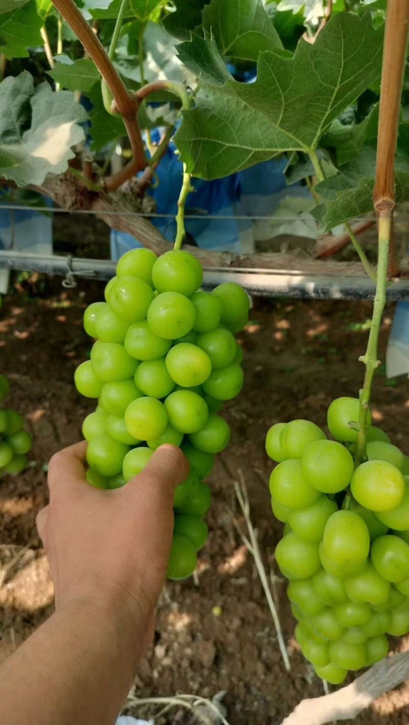 🍇阳光玫瑰葡萄产地直发一手货源全国可发货