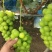 🍇阳光玫瑰葡萄产地直发一手货源全国可发货