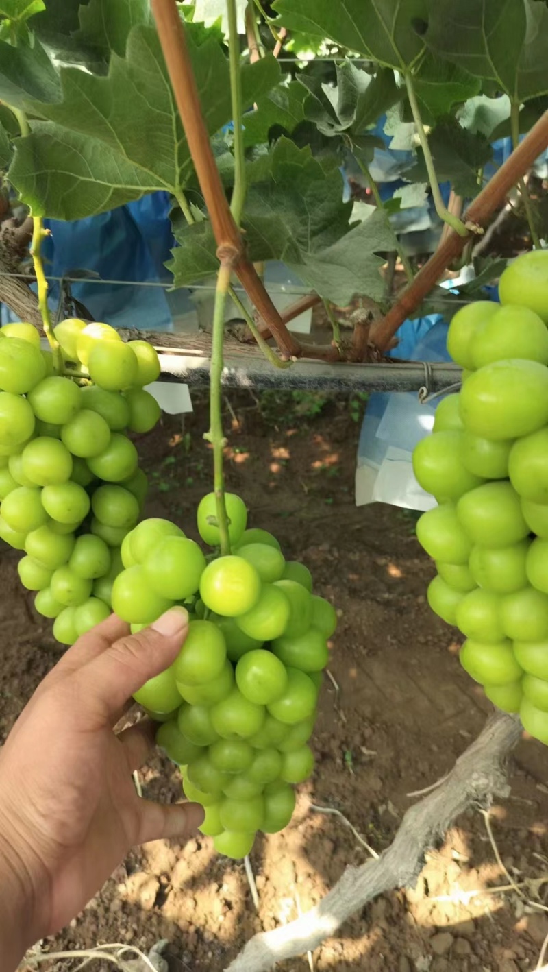 🍇阳光玫瑰葡萄产地直发一手货源全国可发货