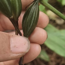 毛慈菇果夹预定